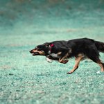Twój pies w ten sposób szaleje? To zoomies i pojawiają się w określonych sytuacjach