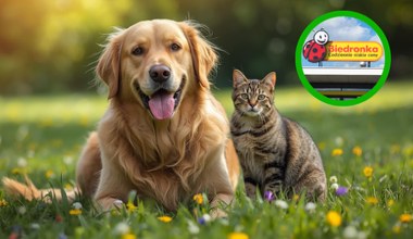 Twój pupil zasługuje na prezent – sprawdź ofertę Biedronki na Dzień Zwierząt