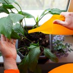 Twój skrzydłokwiat stracił wigor? Winny może być ten popularny błąd