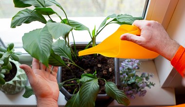 Twój skrzydłokwiat stracił wigor? Winny może być ten popularny błąd