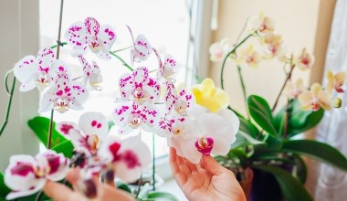 Twój storczyk żółknie? Te babcine sposoby pomogą ci go uratować 