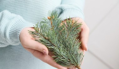 Twoja choinka się sypie? Do tego wykorzystasz igliwie