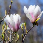Twoja magnolia nie kwitnie? Sprawdź, co może być przyczyną 