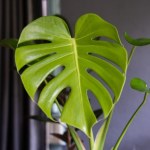 Twoja monstera nie wypuszcza dziurawych liści? Wystarczy jedna zmiana