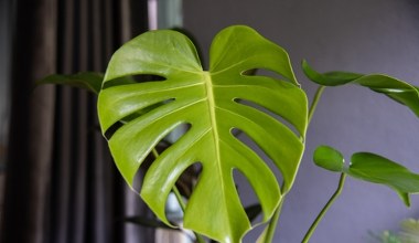 Twoja monstera nie wypuszcza dziurawych liści? Wystarczy jedna zmiana