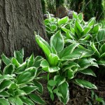 Twoje hosty znów zachwycą. Wystarczy, że poświęcisz im 5 minut