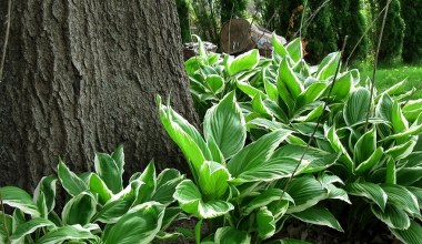 Twoje hosty znów zachwycą. Wystarczy, że poświęcisz im 5 minut