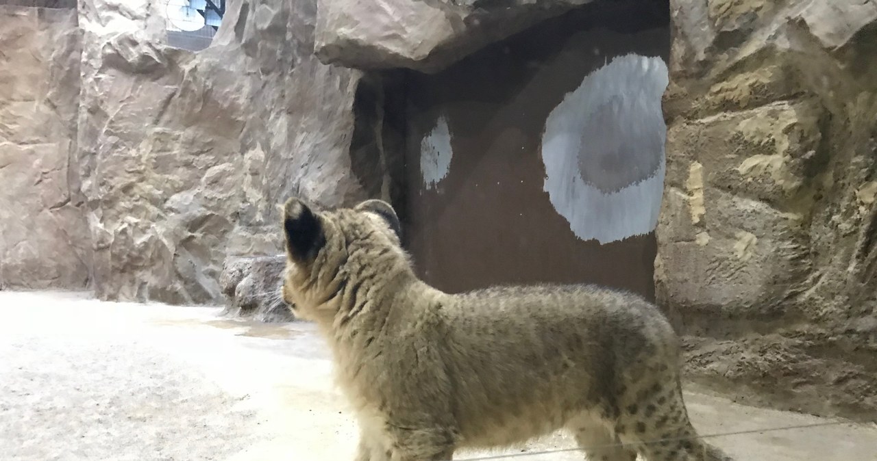 Twoje Niesamowite Miejsce: Lwiarnia w ogrodzie zoologicznym w Gdańsku