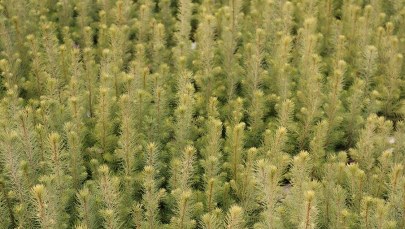 Twoje Niesamowite Miejsce: Odwiedziliśmy "fabrykę drzew"