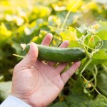 Twoje ogórki są gorzkie? Prawdopodobnie źle je podlewasz