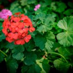 Twoje pelargonie nie chcą kwitnąć? Winny może być ten popularny błąd