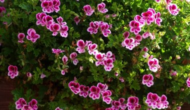 Twoje pelargonie pokochają domowe nawozy. Proste i skuteczne