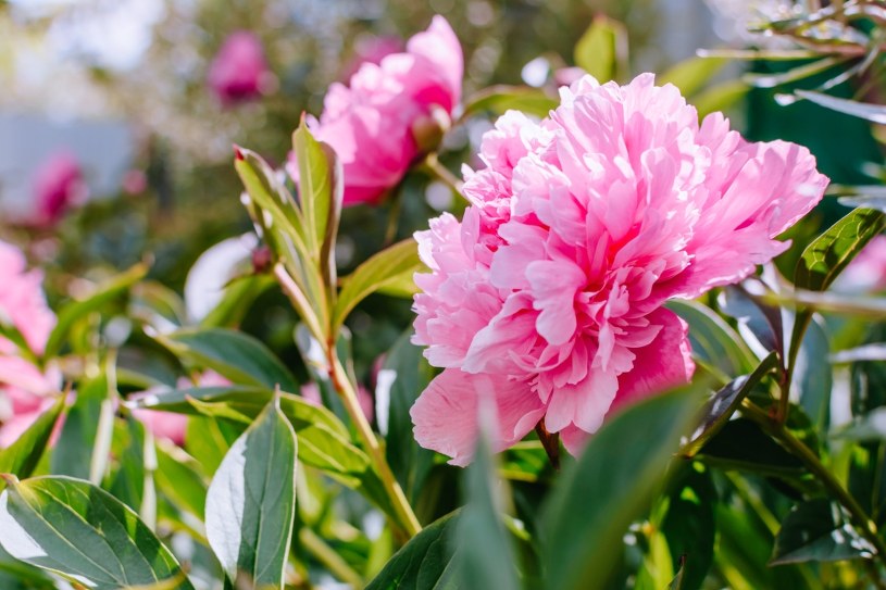 Twoje piwonie pięknie i obficie zakwitną. Jak pobudzić krzew na wiosnę? 
