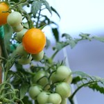 Twoje pomidory wciąż są zielone? Być może popełniłeś ten błąd