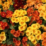 Twoje prymulki będą kwitły najdłużej w okolicy. Wystarczy, że zrobisz to 