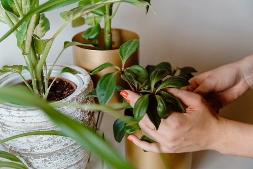 Twoje rośliny straciły energię? Wystarczy kilka sekund, aby je uratować