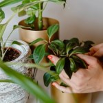 Twoje rośliny straciły energię? Wystarczy kilka sekund, aby je uratować