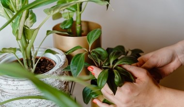 Twoje rośliny straciły energię? Wystarczy kilka sekund, aby je uratować