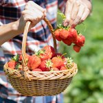 Twoje truskawki są małe i niezbyt soczyste? Winny jest ten popularny błąd
