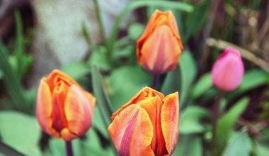 Twoje tulipany żółkną? Winna może być popularna choroba, więc działaj szybko