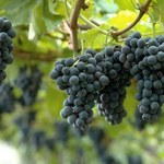 Twoje winogrona będą najsłodsze w okolicy. Wystarczy, że w lipcu zrobisz to