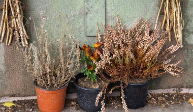Twoje wrzosy zawsze usychają zimą? Najpewniej popełniasz ten błąd