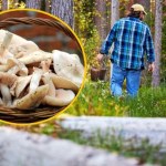 Tworzy w lasach "czarcie kręgi". Ten zapomniany grzyb ma zapach ogórka 