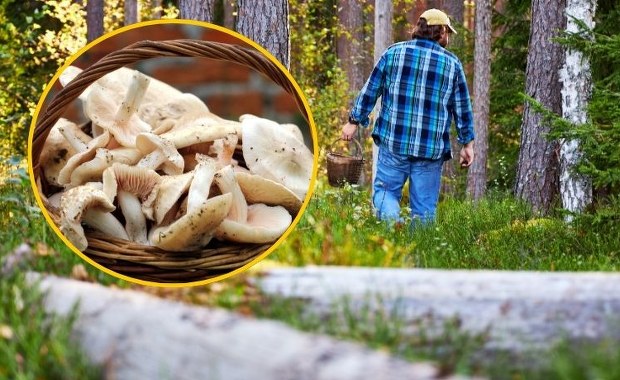 Tworzy w lasach "czarcie kręgi". Ten zapomniany grzyb ma zapach ogórka 