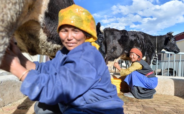 Tybetańscy rolnicy dojący krowy we wsi Sanyou /	Purbu Zhaxi /PAP/Photoshot
