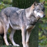 dzika przyroda Tych drapieżników jest coraz więcej. Dominuje jeden region?