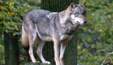 Tych drapieżników jest coraz więcej. Dominuje jeden region?