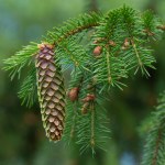 Tych drzew jest w Polsce coraz mniej. Naukowcy biją na alarm