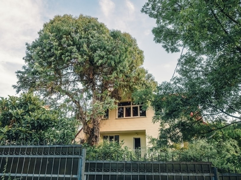 Tych gatunków drzew nie sadź w ogrodzie. Uszkadzają dom, śmiecą i narażają na spore koszty