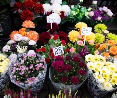 Tych kwiatów nie kupuj na Wszystkich Świętych. Nie przetrwają dwóch dni