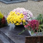 Tych kwiatów nie kupuj na Wszystkich Świętych. To zły omen