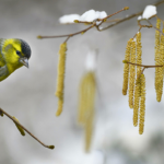 Tych kwiatów nie zobaczymy w lutym? Przedwiośnie inne niż zwykle