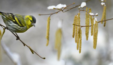 Tych kwiatów nie zobaczymy w lutym? Przedwiośnie inne niż zwykle