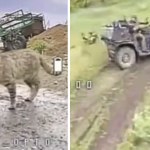 Tych Rosjan zgubił kot. Ostrzegł ukraińskie drony i się zaczęło