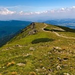 Tych roślin nie ma nigdzie na świecie. Botaniczna sensacja na Babiej Górze 