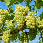 Tych roślin nie sadź obok winogron. Szybko przez nie zmarnieją