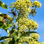 Tych roślin nie sadź w ogrodzie. Szerszenie lecą do nich, jak ćmy do światła