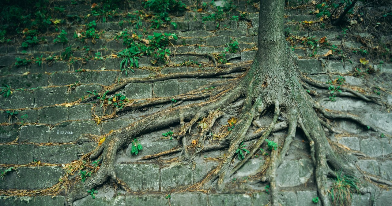 ​Tych roślin nie sadź w pobliżu domu. Zniszczenia gwarantowane /123RF/PICSEL                 /Pixel