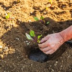 Tych roślin nigdy nie sadź w ogrodzie. Kary są niebotyczne 
