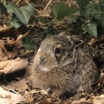 Tych zwierząt nie dotykaj. Zapach człowieka jest dla nich zgubny