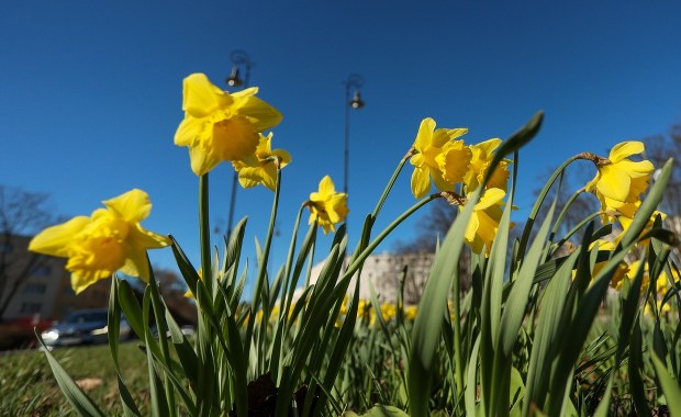 Tydzień z wiosenną pogodą. Na termometrach nawet 17 stopni!
