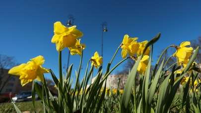 Tydzień z wiosenną pogodą. Na termometrach nawet 17 stopni!