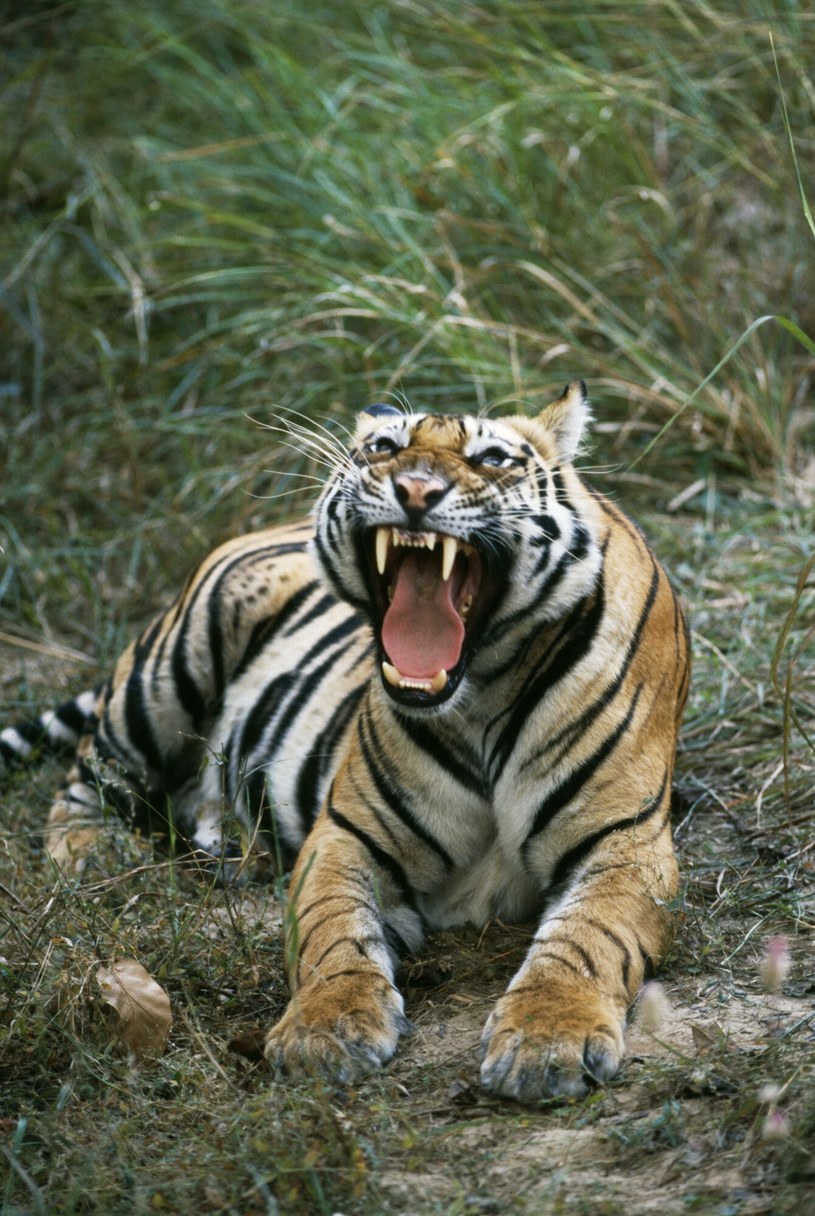 Tygrys bengalski to podgatunek tygrysa znany z Indii /Jagdeep Rajput / ardea.com /East News