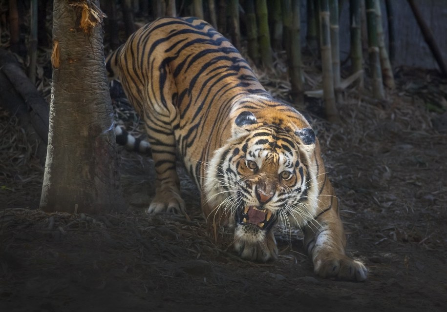 Tygrys bengalski /Shutterstock