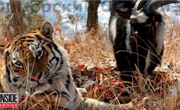 Tygrys dostał kozła na obiad. Zamiast go jeść, zaprzyjaźnił się z nim