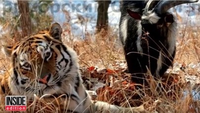 Tygrys dostał kozła na obiad. Zamiast go jeść, zaprzyjaźnił się z nim